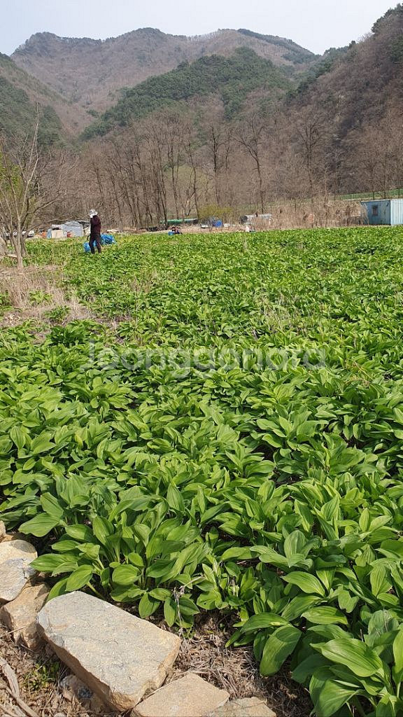 명이나물(산마늘)판매합니다--1