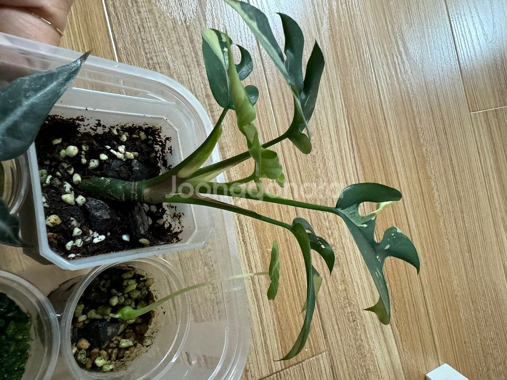 몬스테라 히메--1