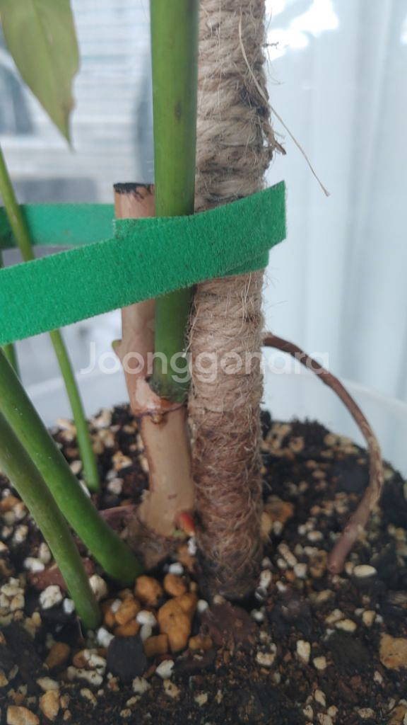 필론덴드론 롱길로바텀 레라노 미야노!(희귀)#안스리움--2