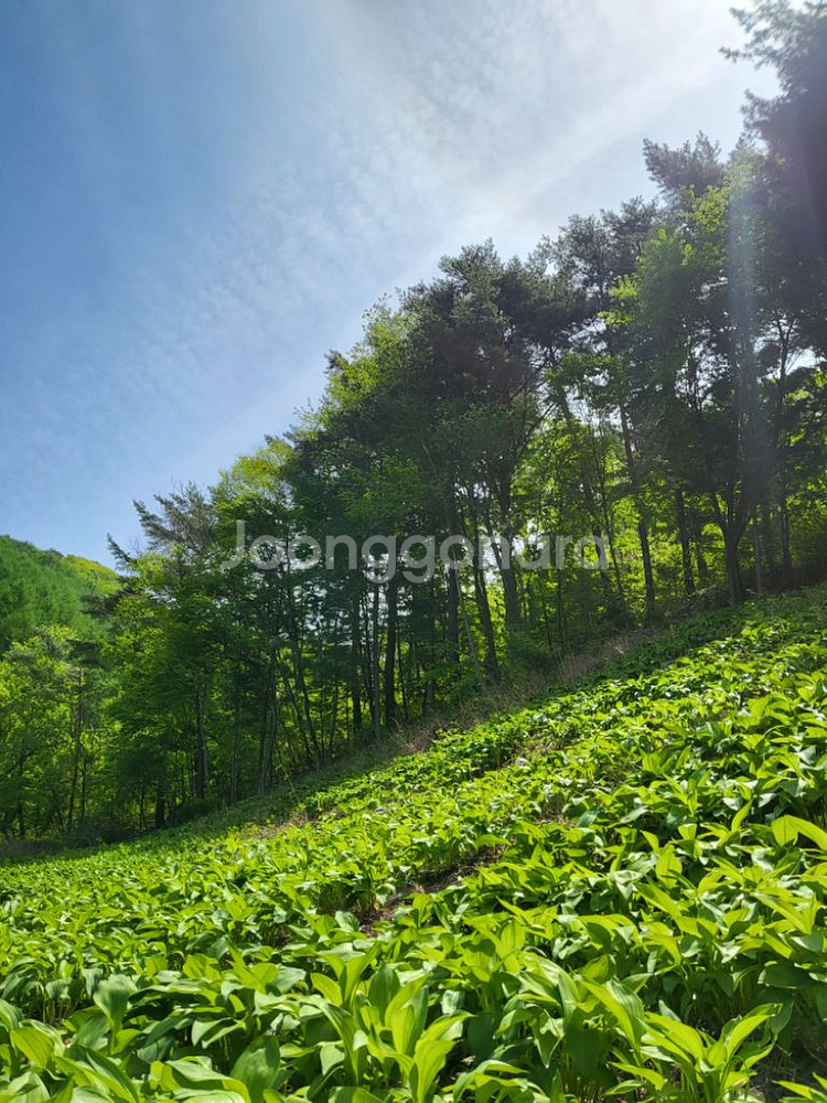 참두릅/울릉도 산마늘--1