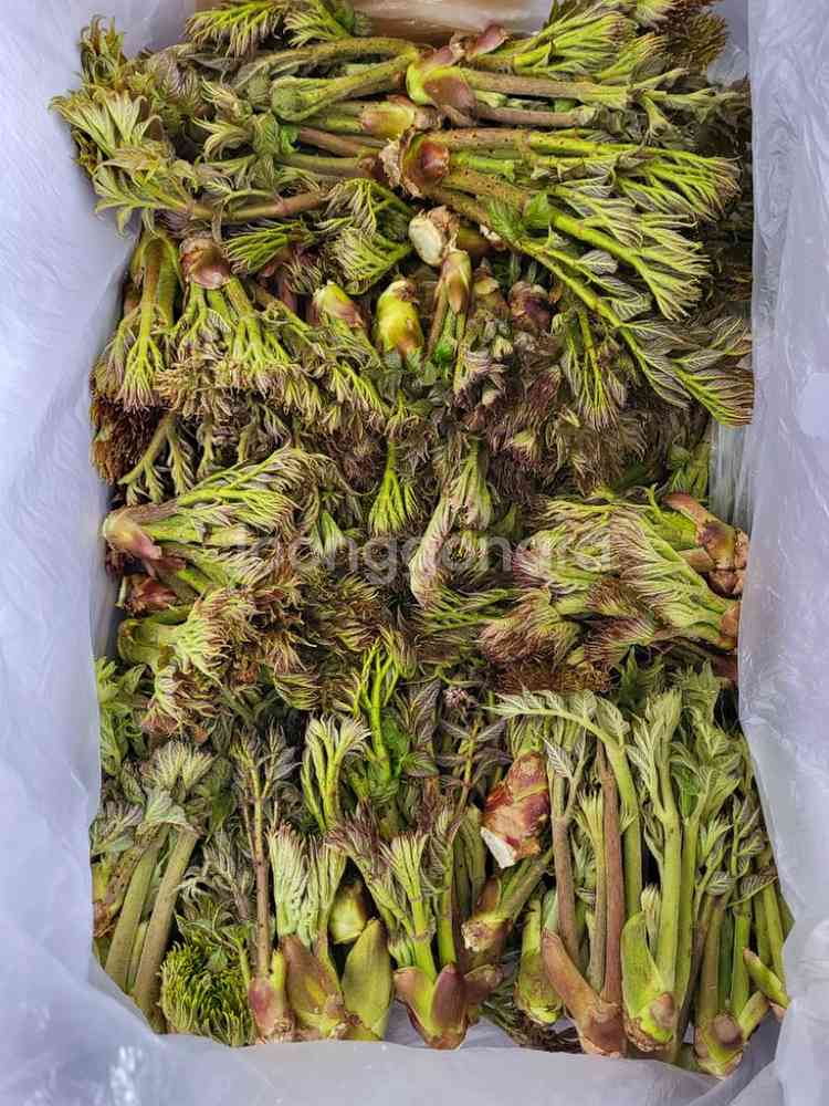 참두릅/울릉도 산마늘--2