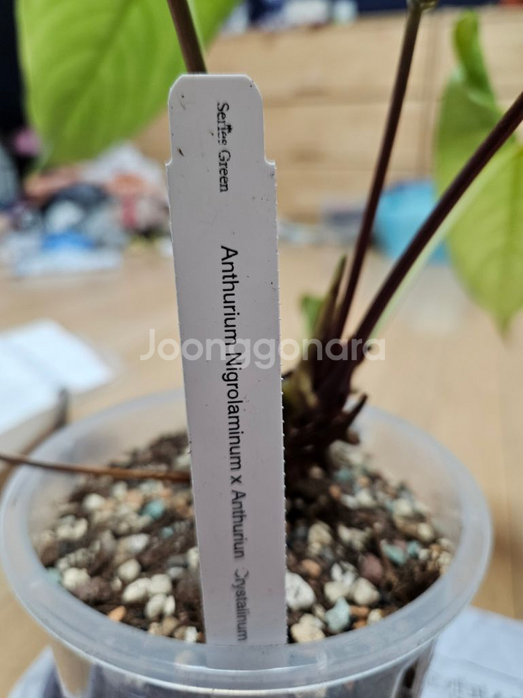안스리움 하브 판매합니다.--1