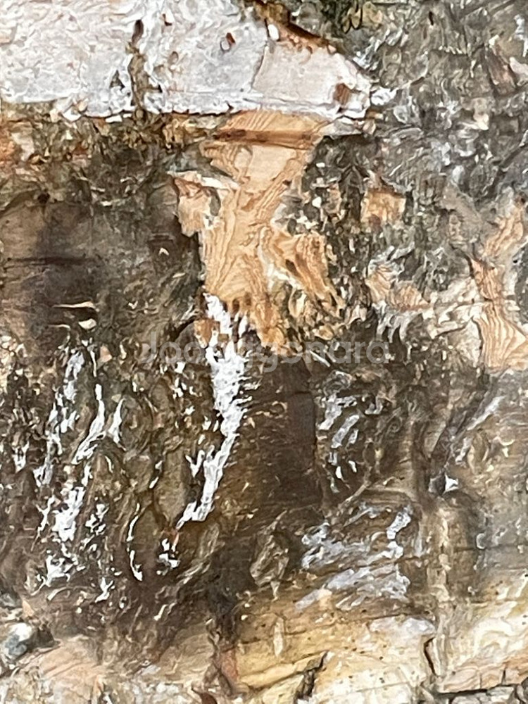 나무껍질위 그림--3