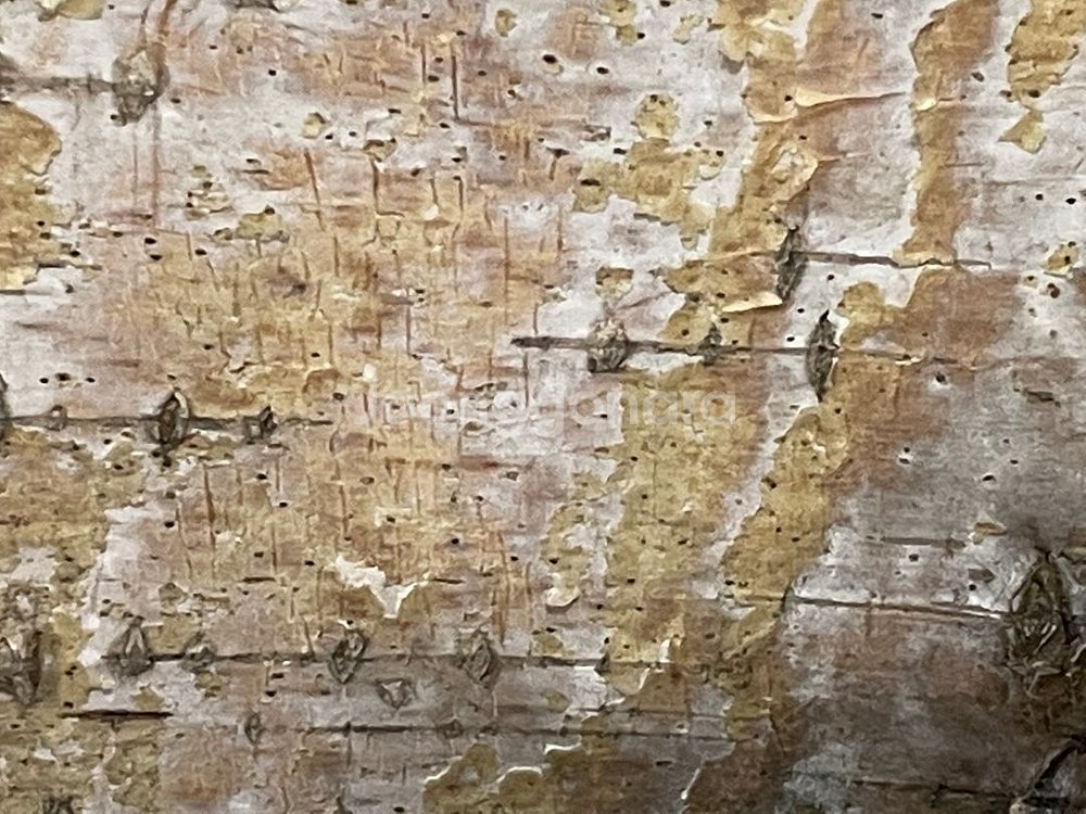 나무껍질위 그림--5