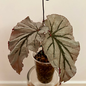 식물 베고니아 루킹글래스 /알로카시아 마크로리자