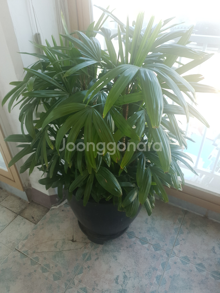 관음죽 판매합니다.--0