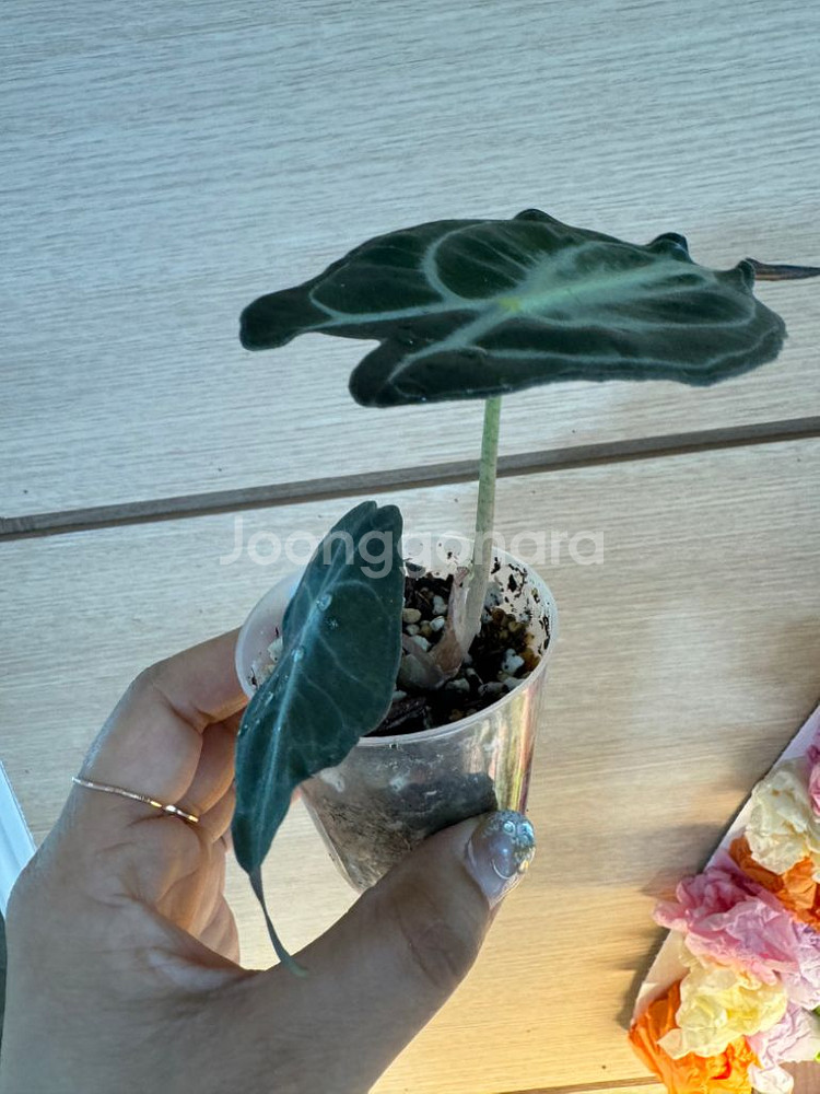 알로카시아 베놈--1