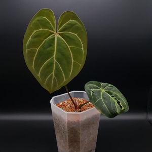 (식물, 인테리어) 파필R x 파나틱