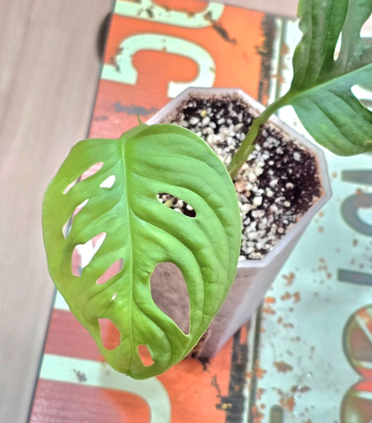 무늬아단소니 (무늬실종)--1