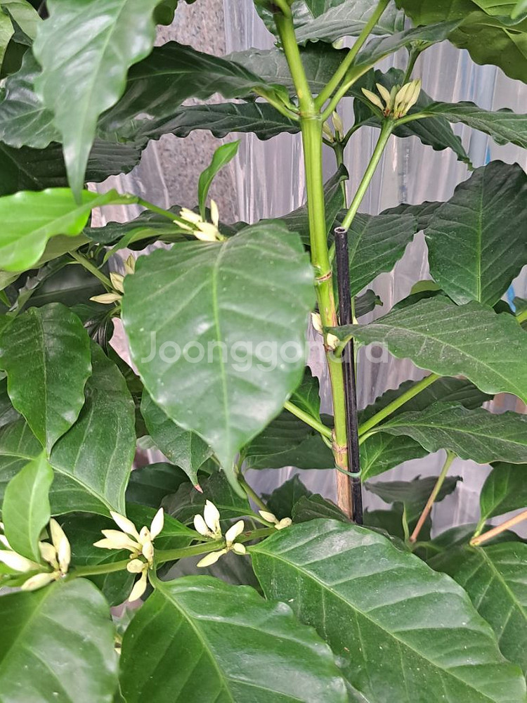 커피나무--3