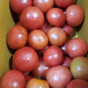 인천 동양종 껍질 얇은 토마토 5키로
