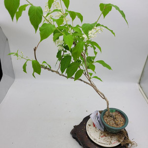 귀룽나무 화분 정원수 카페화분 인테리어식물 분재