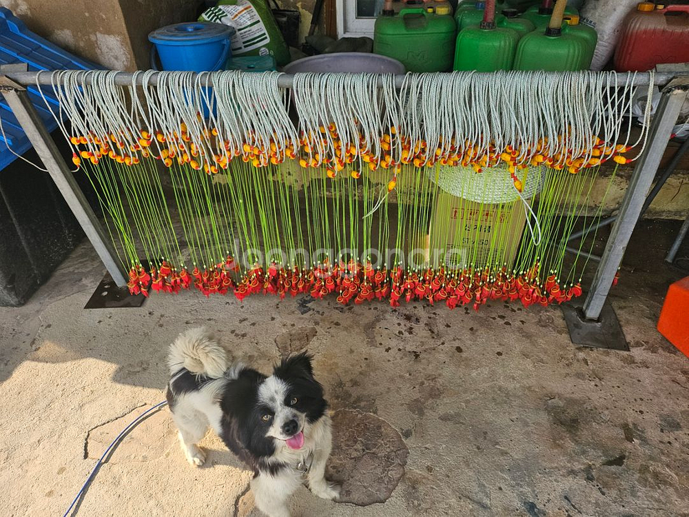 낙지 주낙 연승기 주낙줄--7