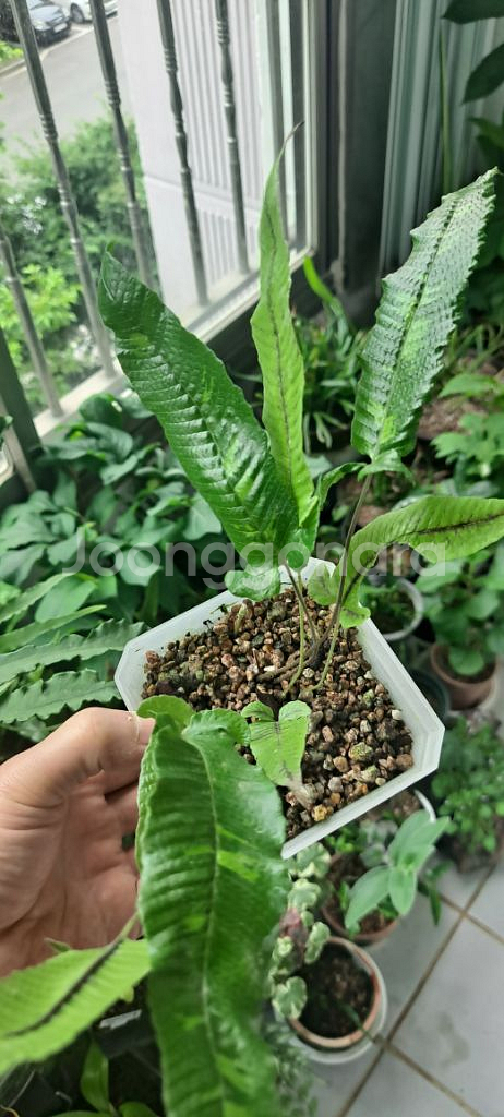 무늬삼엽충고사리.--1