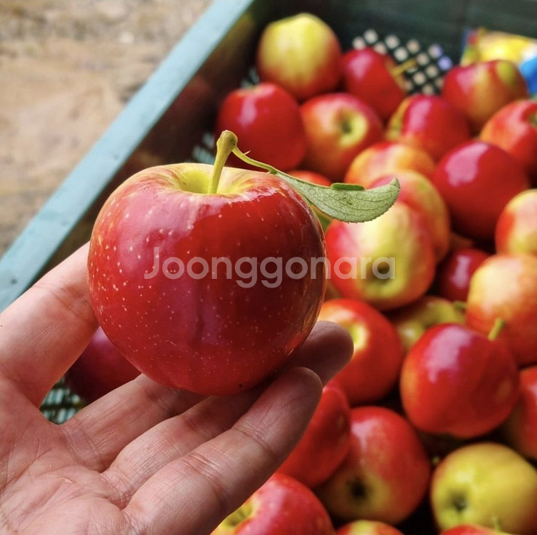 사과즙/자색양파즙/100포/무료배송/국내최저가--3
