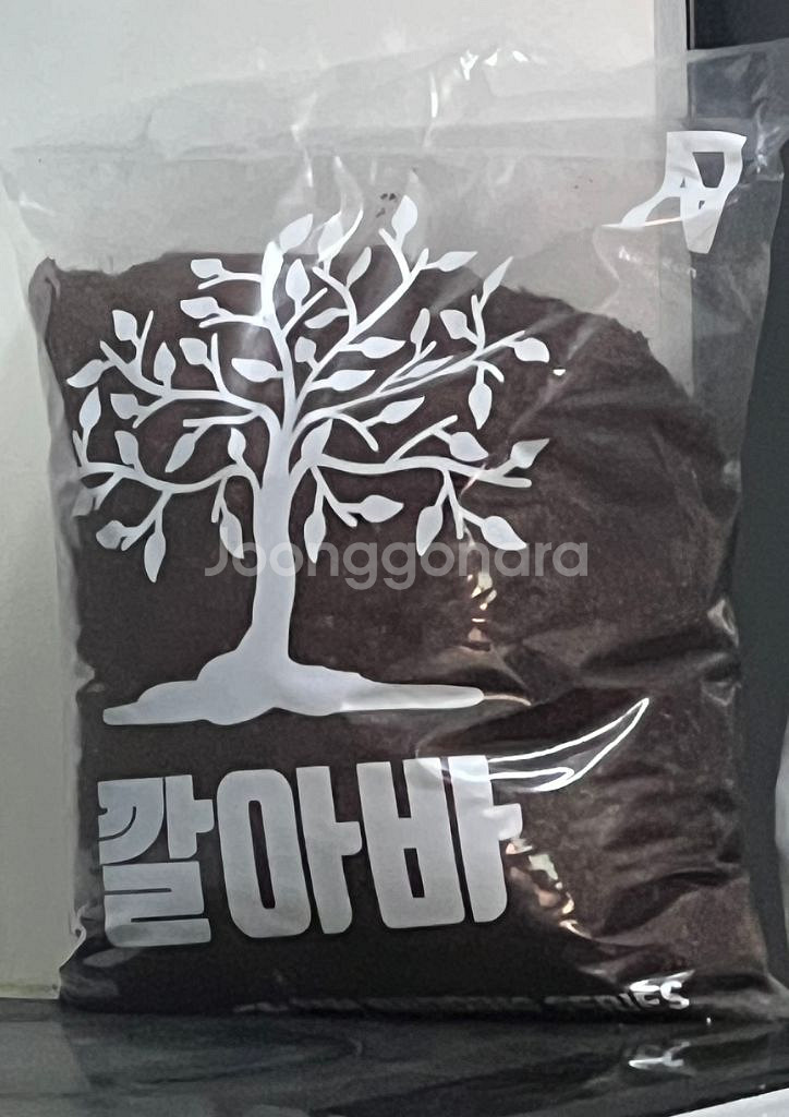 호스필드 육지거북--3
