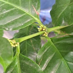 커피나무 ㅡ 열매가득