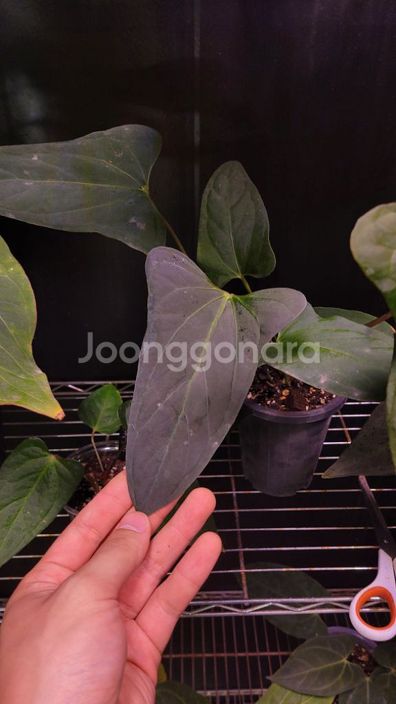 안스리움 포틸 x X-one (컷팅시 할인) 탑--1