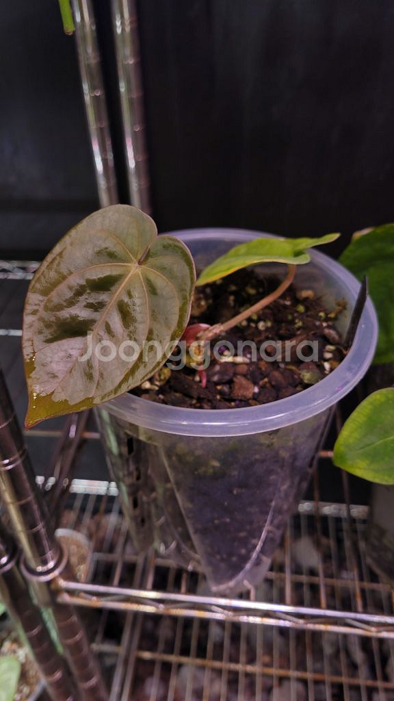 안스리움 (카라BVEP)x드레스 쌍촉--1