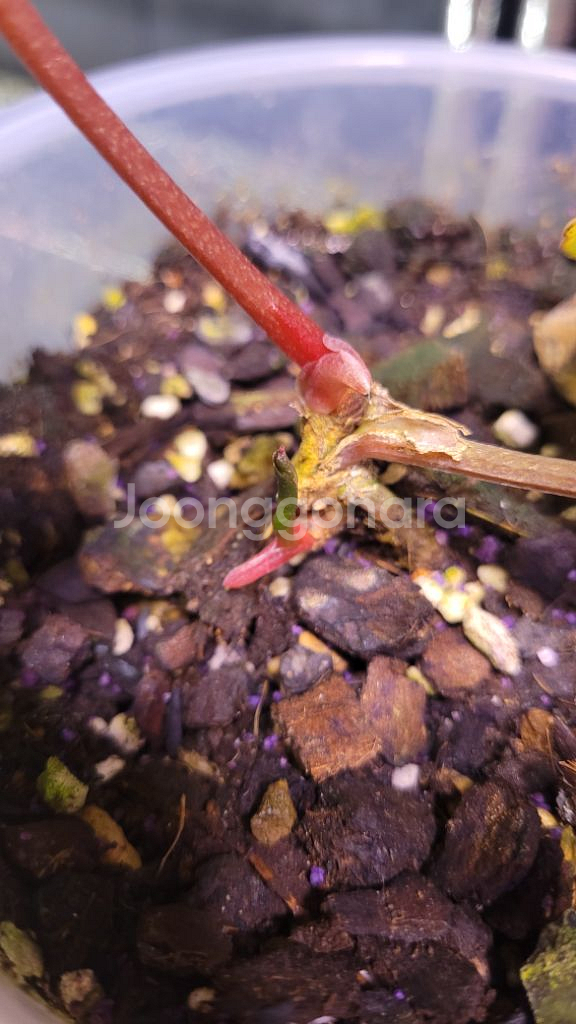 안스리움 (카라BVEP)x드레스 쌍촉--2