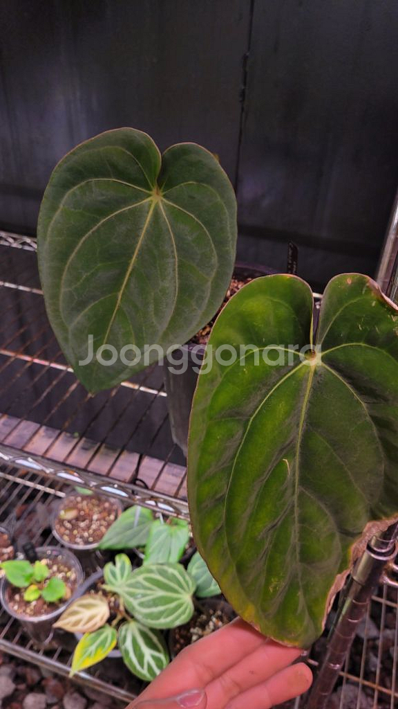 안스리움 (카라BVEP)x드레스 쌍촉--0