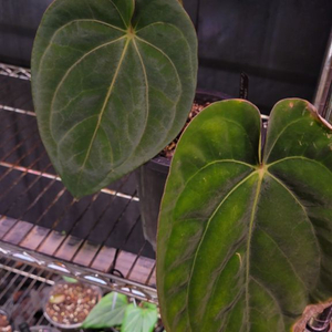 안스리움 (카라BVEP)x드레스 쌍촉