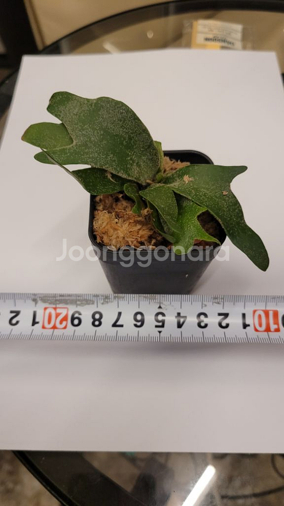 박쥐란 박테리아--1