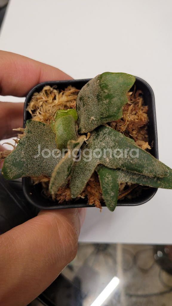 박쥐란 제이드걸--1