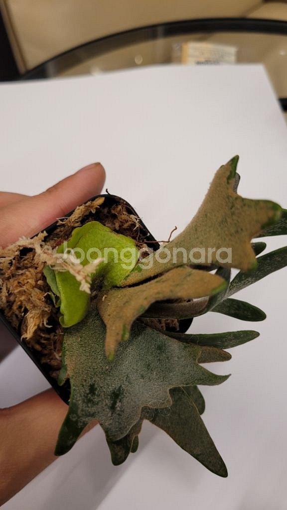 박쥐란 제이드걸--3