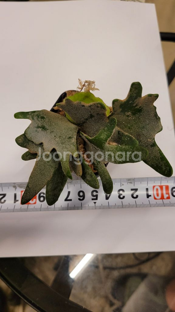 박쥐란 제이드걸--2