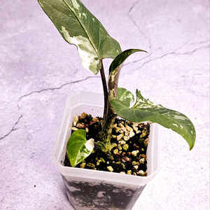 알로카시아 로터바키아나화이트(미스틱×롱기로바 ×)