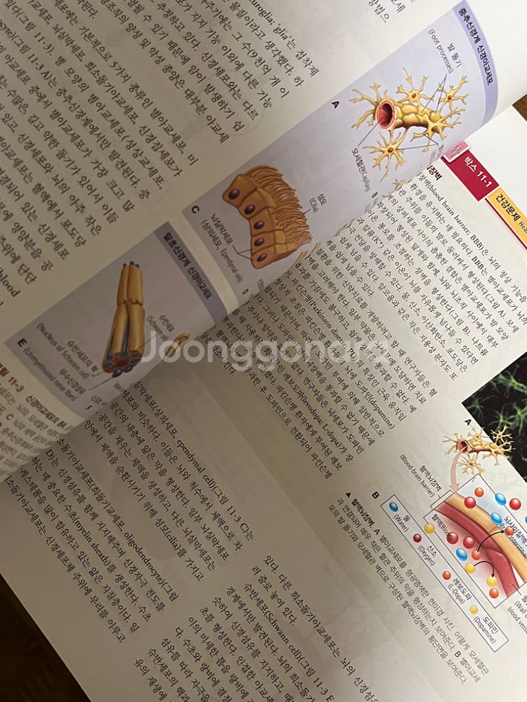 엘스비어 인체의 구조와 기능--2