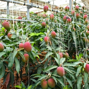 제주 프리미엄 애플망고 맛있는 과일