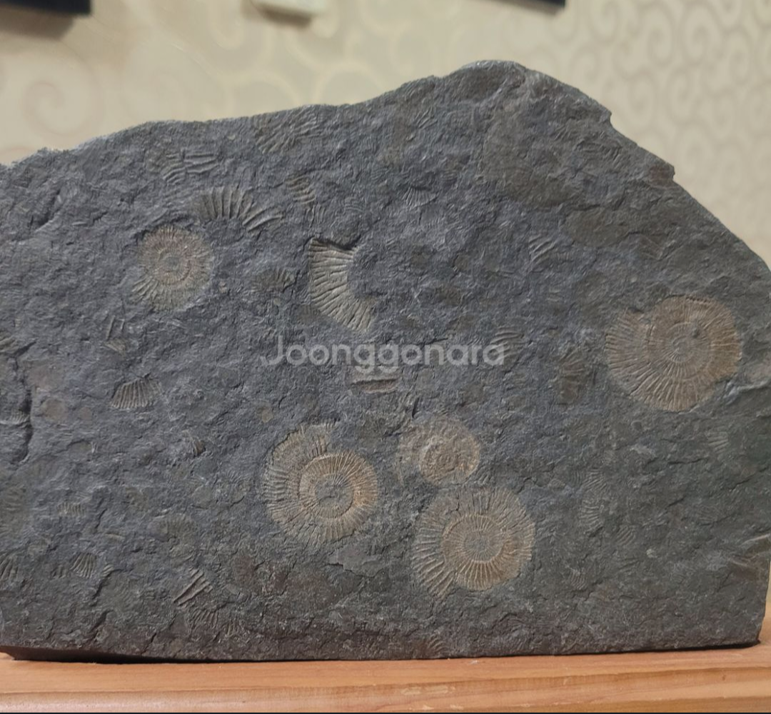 닥틸로세라스 암모나이트화석