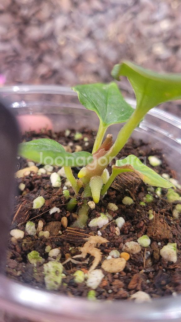 안스리움 킹오스 버터플라이 유묘--1