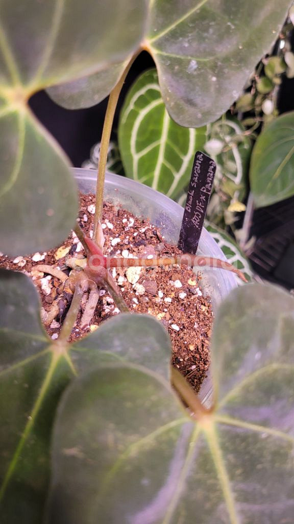 안스리움 에오스다크폼x파나마드레스--1