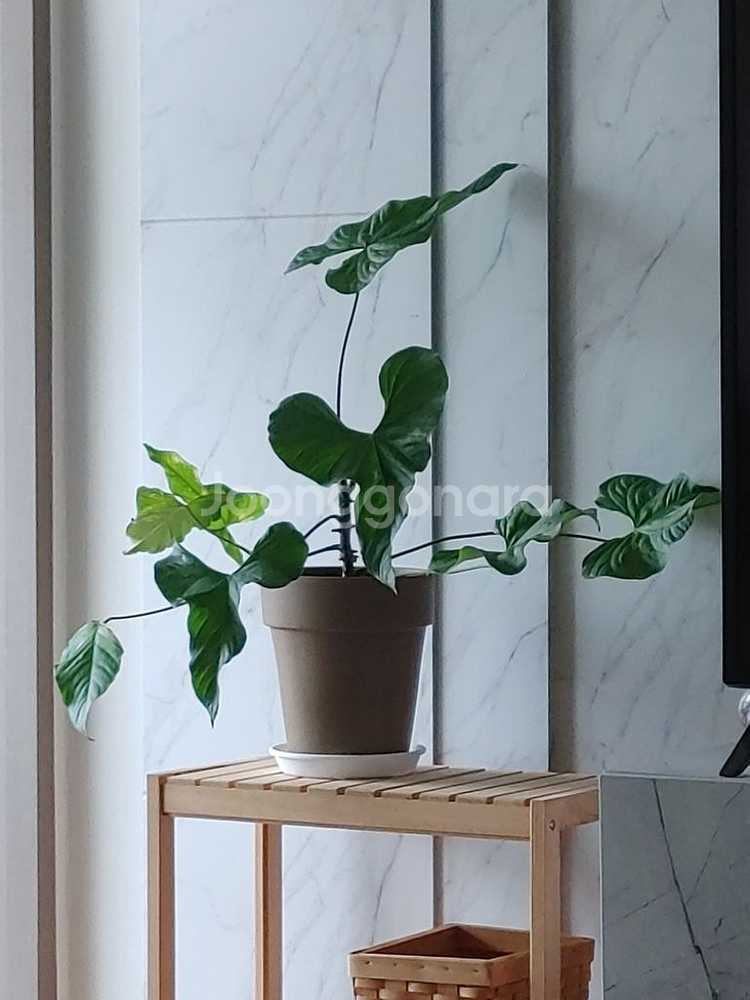 안스리움 발라오아넘--0
