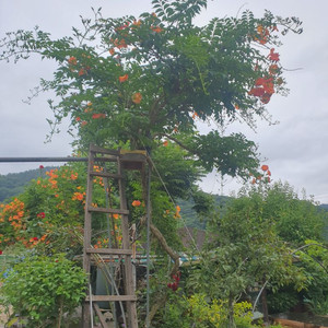 창원시 북면 한봉,토종벌분양
