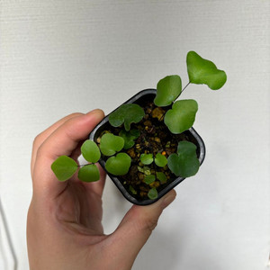 아프리카고사리
