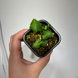 아프리카고사리