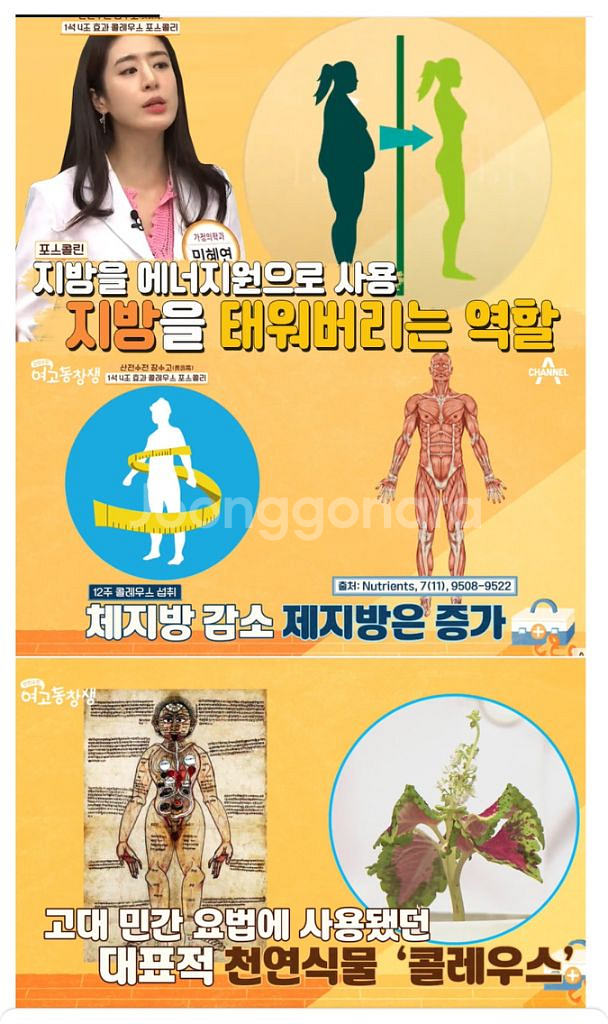빨간통 다이어트 체지방감소 복부지방감소 체중감소 신봉선--4