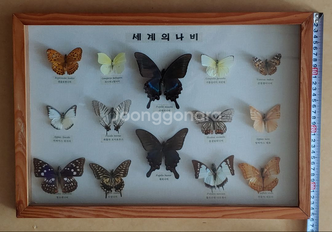 세계의 나비 원목액자--1