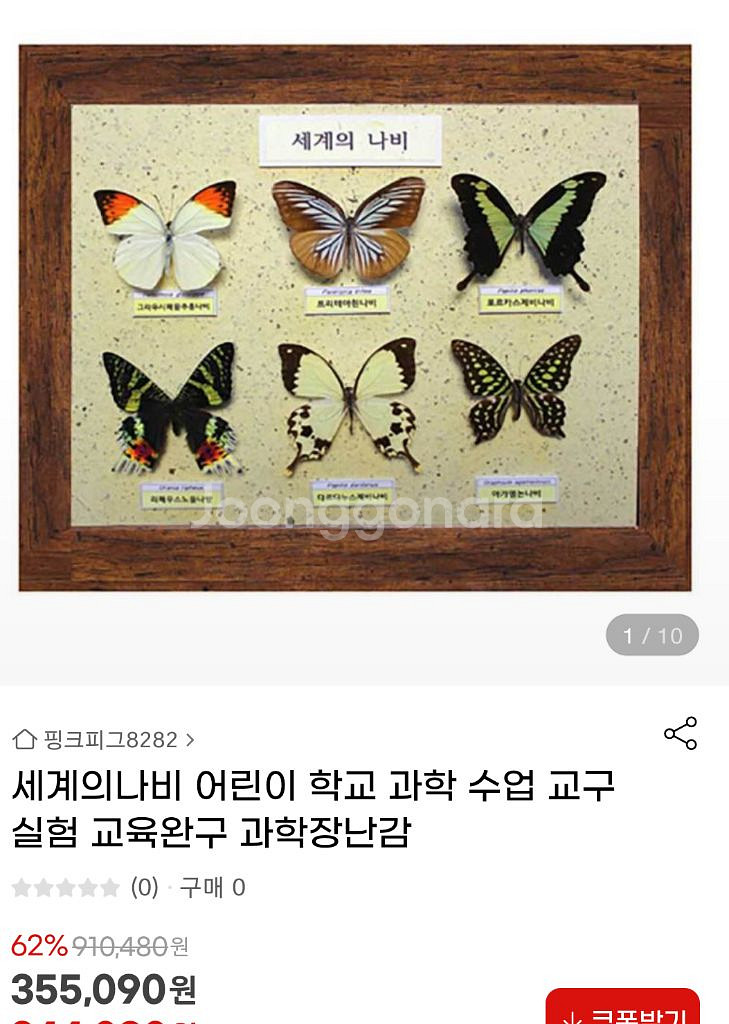 세계의 나비 원목액자--5