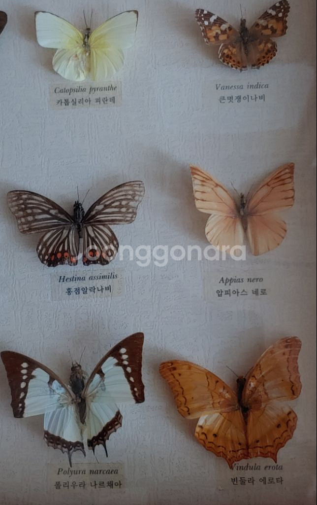 세계의 나비 원목액자--3