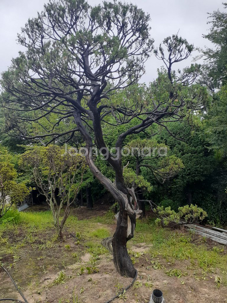 조경수 향나무 10주있음 안산 사사동--1