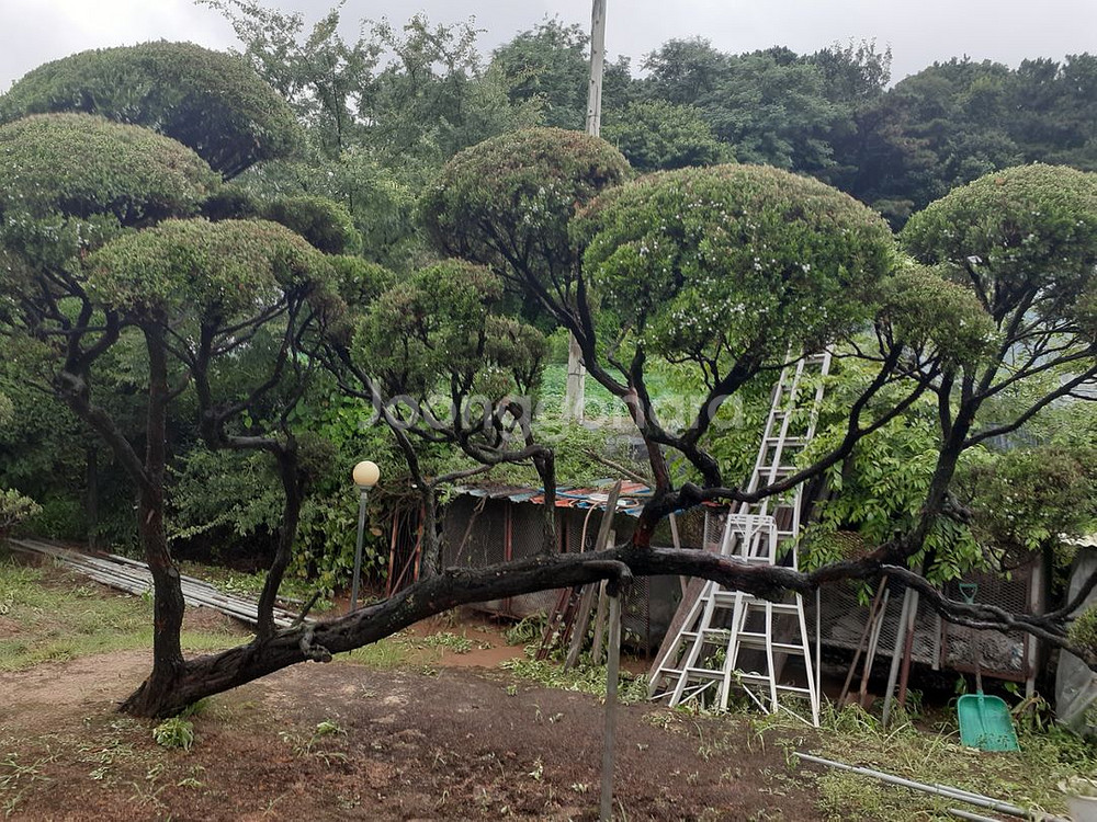 조경수 향나무 10주있음 안산 사사동--3