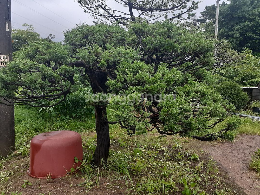 조경수 향나무 10주있음 안산 사사동--4