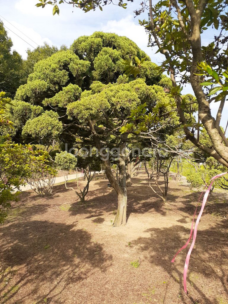 조경수 향나무 10주있음 안산 사사동--5