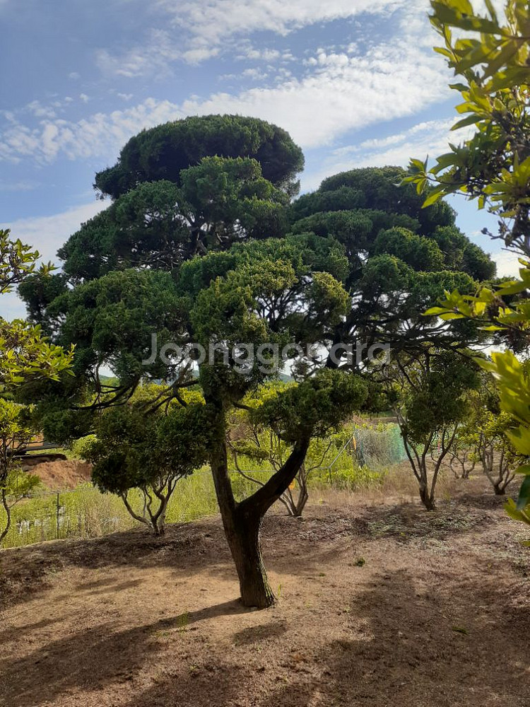 조경수 향나무 10주있음 안산 사사동--6