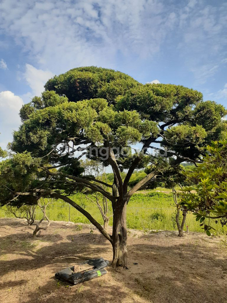 조경수 향나무 10주있음 안산 사사동--7